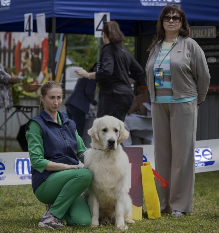 Golden Retriever stud dog for stud in Kingston upon Hull, East Riding of Yorkshire – KC registered, 1 year old - Image 2 of 6