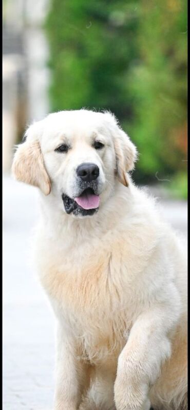 Golden Retriever stud dog for stud in Kingston upon Hull, East Riding of Yorkshire – KC registered, 1 year old - Image 3 of 6