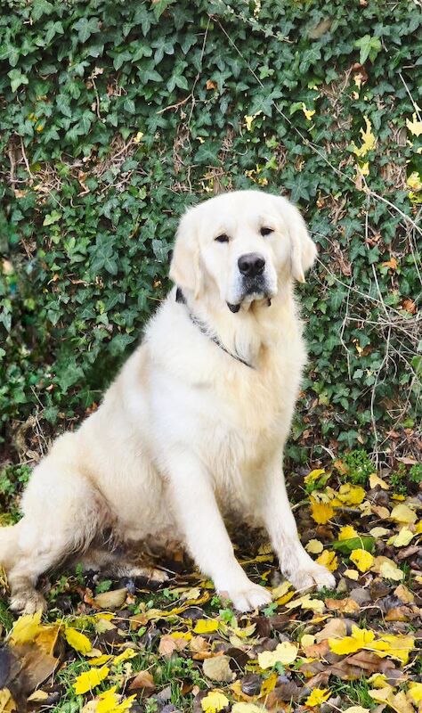 Golden Retriever stud dog for stud in Kingston upon Hull, East Riding of Yorkshire – KC registered, 1 year old - Image 4 of 6