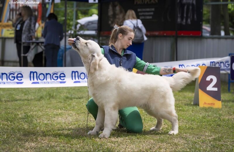 Golden Retriever stud dog for stud in Kingston upon Hull, East Riding of Yorkshire – KC registered, 1 year old - Image 5 of 6