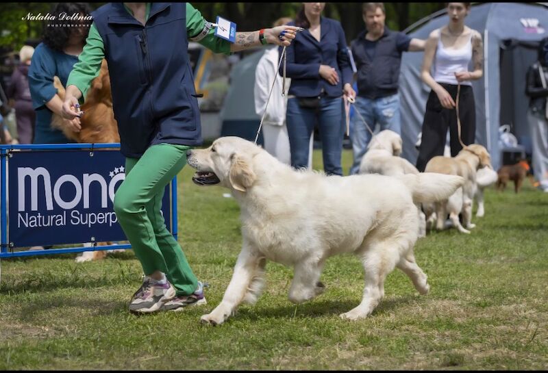 Golden Retriever stud dog for stud in Kingston upon Hull, East Riding of Yorkshire – KC registered, 1 year old - Image 6 of 6