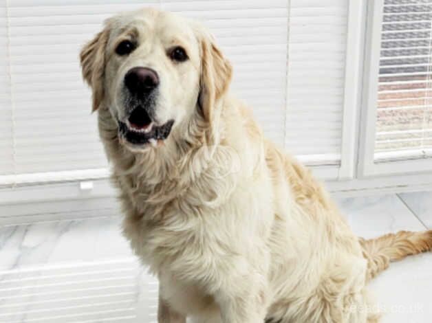 fully-trained-golden-retriever-in-dronfi