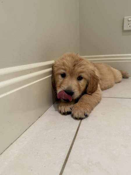 FULLY vet cheched Golden Retriever Puppies for sale in Nottingham, Nottinghamshire | Image 2