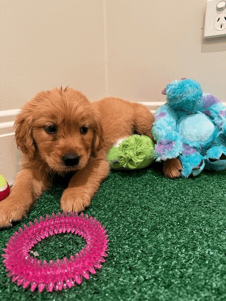 FULLY vet cheched Golden Retriever Puppies for sale in Nottingham, Nottinghamshire | Image 3