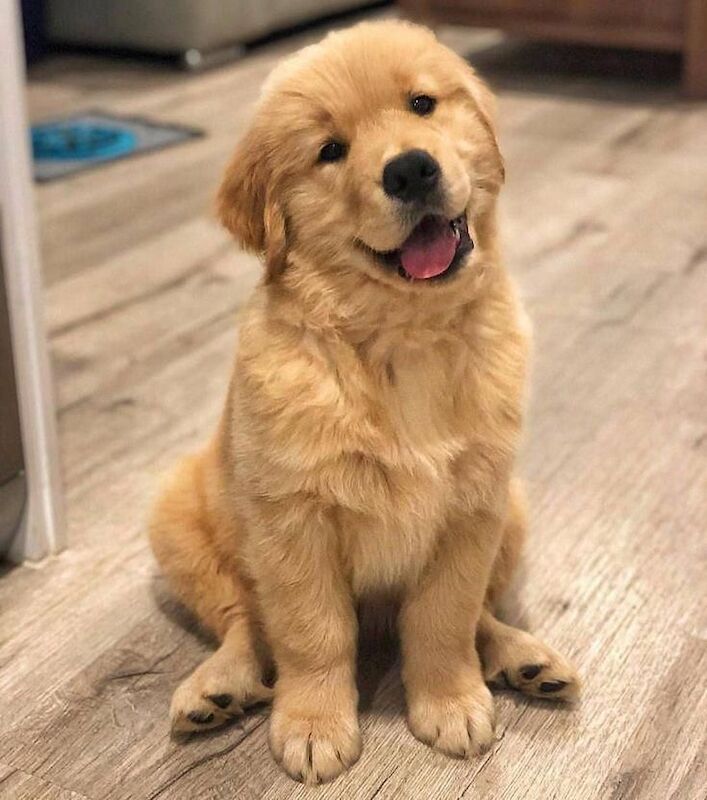 Girl Golden retriever puppy wanted for sale in Codnor, Derbyshire