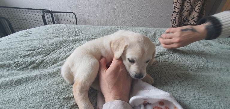 Golden Retriever Puppies For Sale