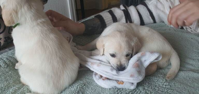 Goldador puppies - Image 2 of 4