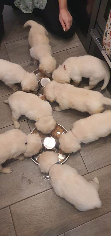 Goldador puppies - Image 3 of 4