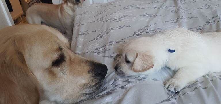 Goldador puppies - Image 4 of 4