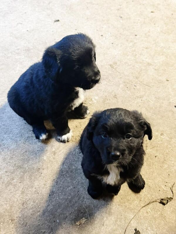 Goldador puppies
