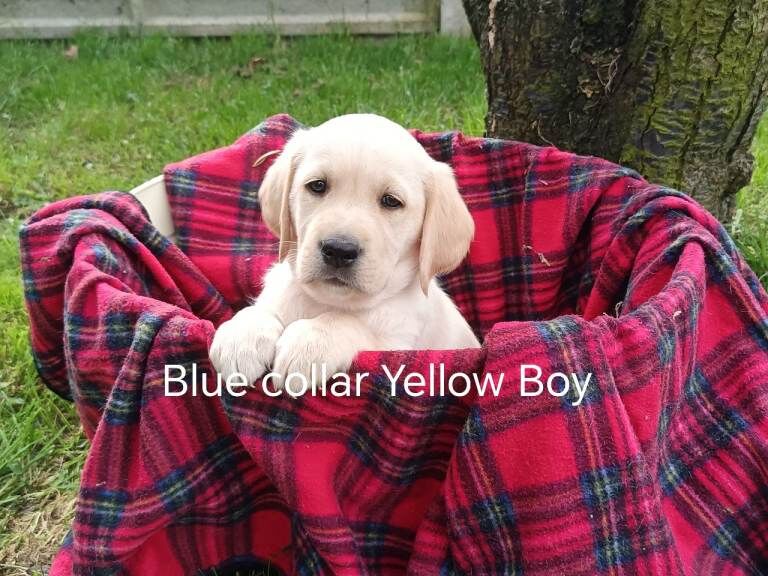 Goldador Puppies for sale