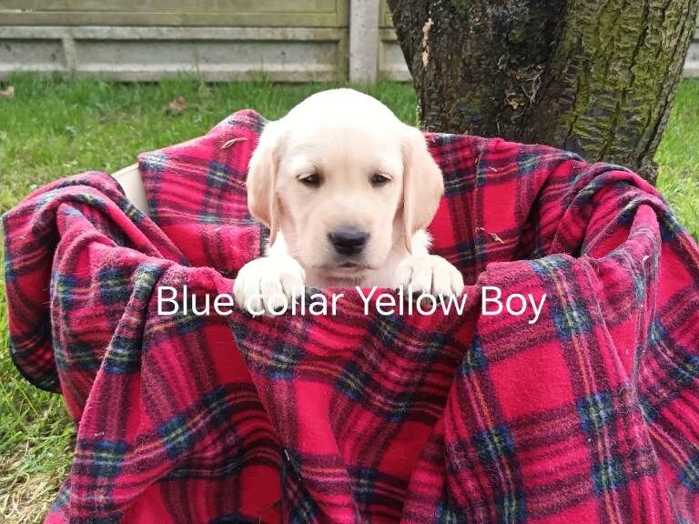 Goldador Puppies for sale - Image 2 of 5
