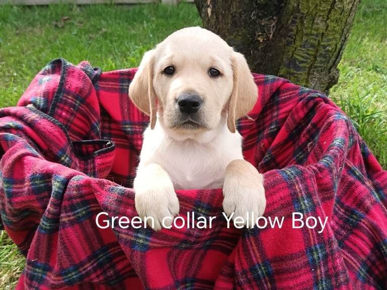 Goldador Puppies for sale - Image 3 of 5