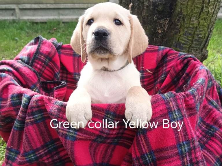 Goldador Puppies for sale - Image 4 of 5