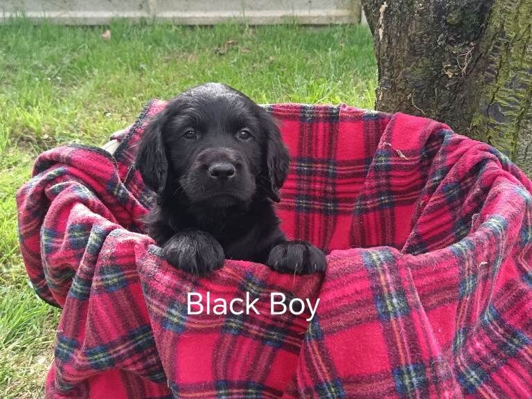Goldador Puppies for sale - Image 5 of 5