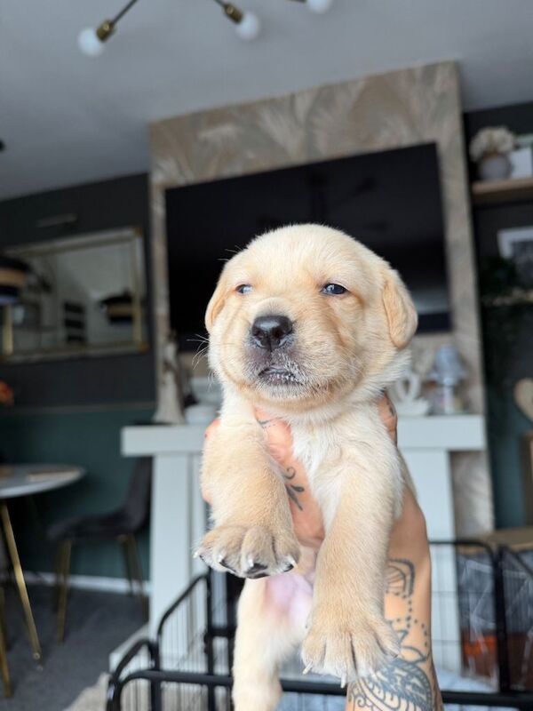 Goldador puppies for sale (Labrador x golden retriever)