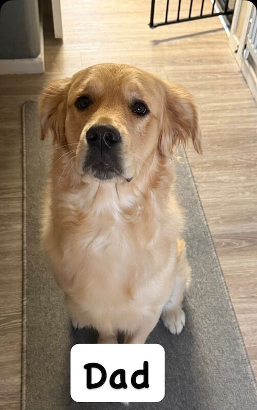 Goldador puppies for sale (Labrador x golden retriever) - Image 2 of 6