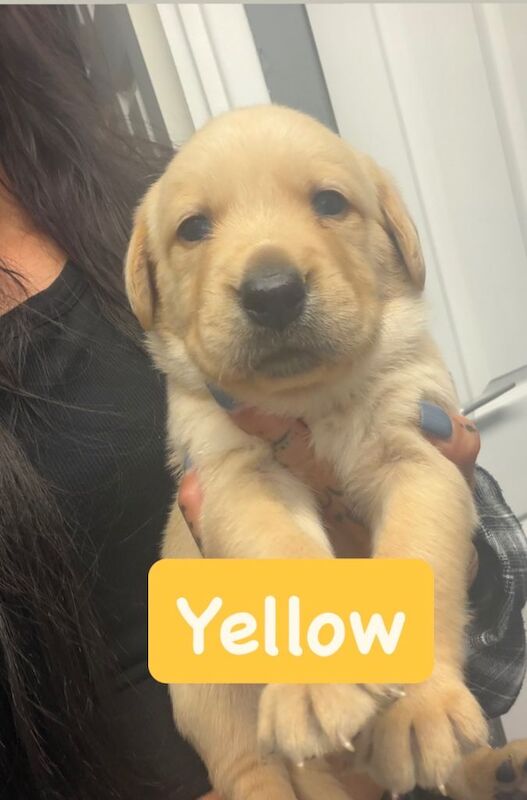 Goldador puppies for sale (Labrador x golden retriever) - Image 4 of 6
