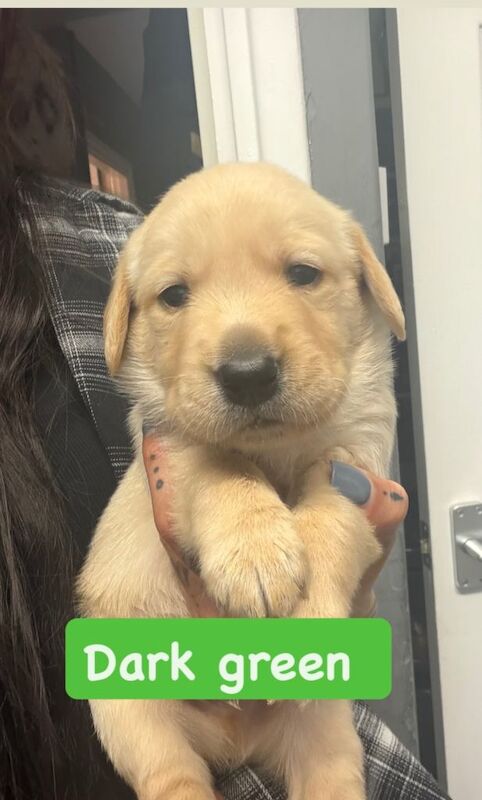 Goldador puppies for sale (Labrador x golden retriever) - Image 5 of 6