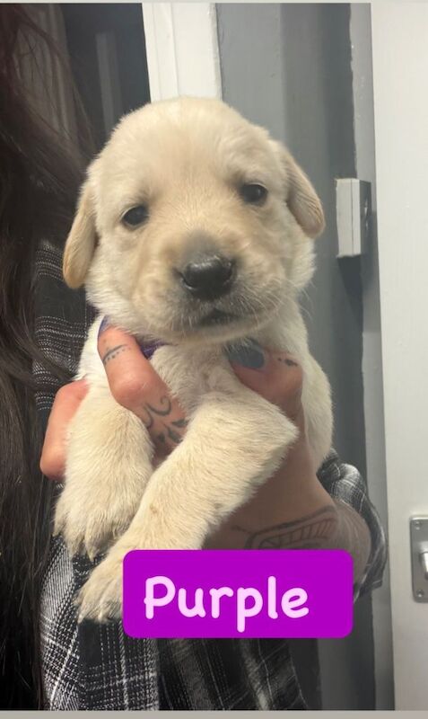 Goldador puppies for sale (Labrador x golden retriever) - Image 6 of 6