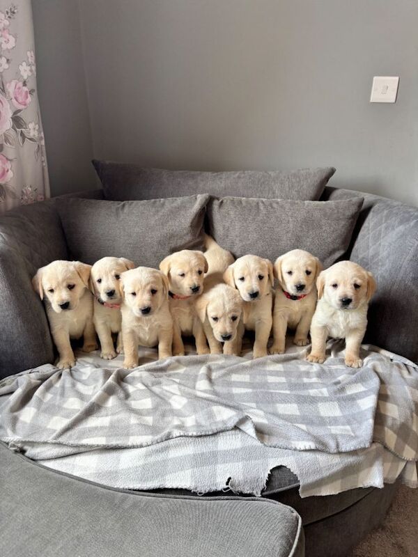 ‘Goldadors’ - golden retriever/labrador