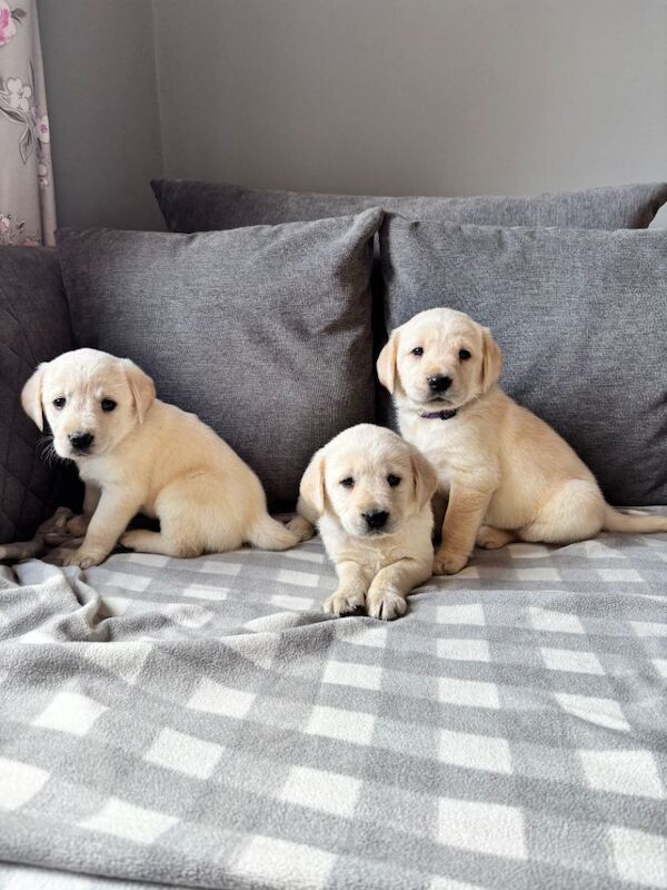 ‘Goldadors’ - golden retriever/labrador - Image 2 of 6