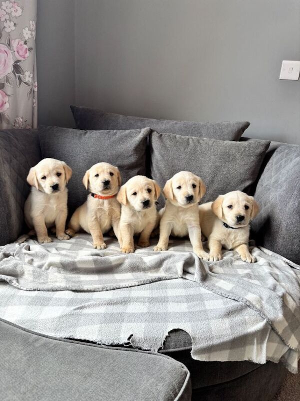 ‘Goldadors’ - golden retriever/labrador - Image 3 of 6