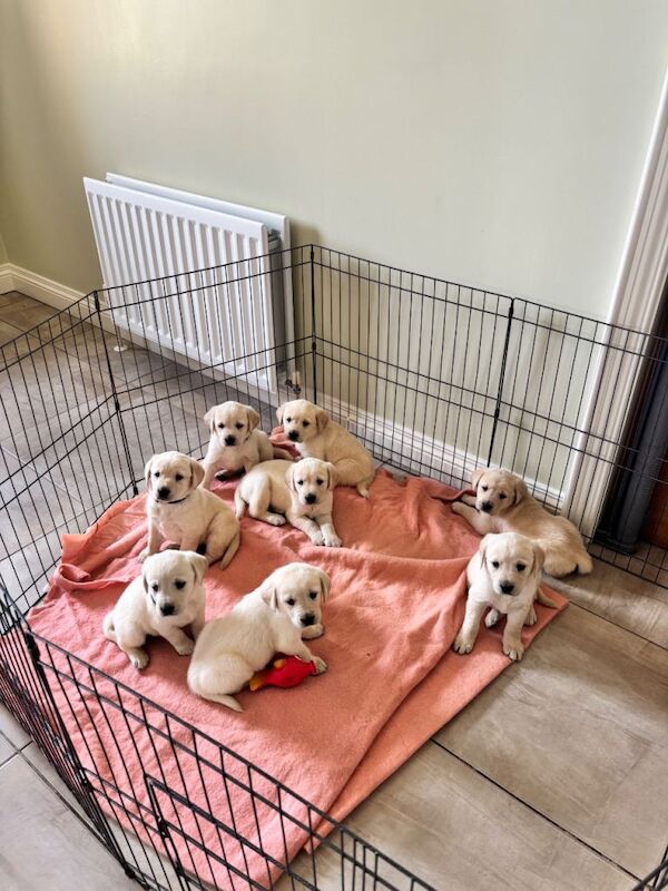 ‘Goldadors’ - golden retriever/labrador - Image 4 of 6