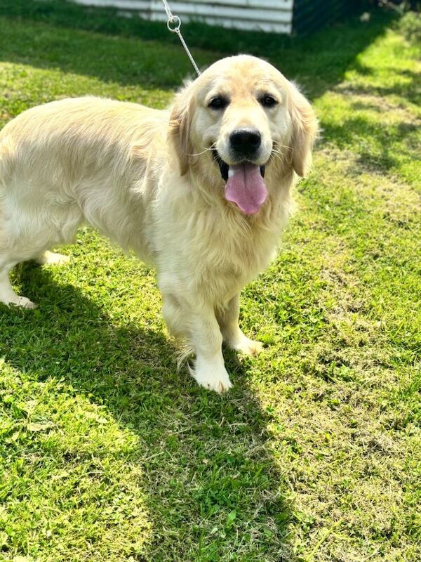 ‘Goldadors’ - golden retriever/labrador - Image 5 of 6
