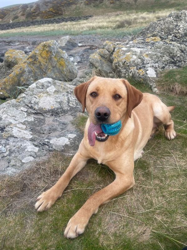 ‘Goldadors’ - golden retriever/labrador - Image 6 of 6