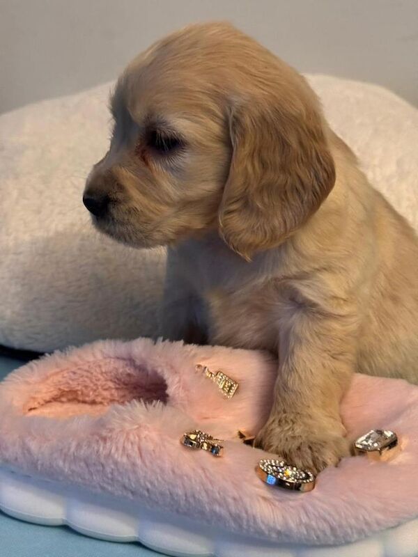 Golden Retriever Puppies For Sale