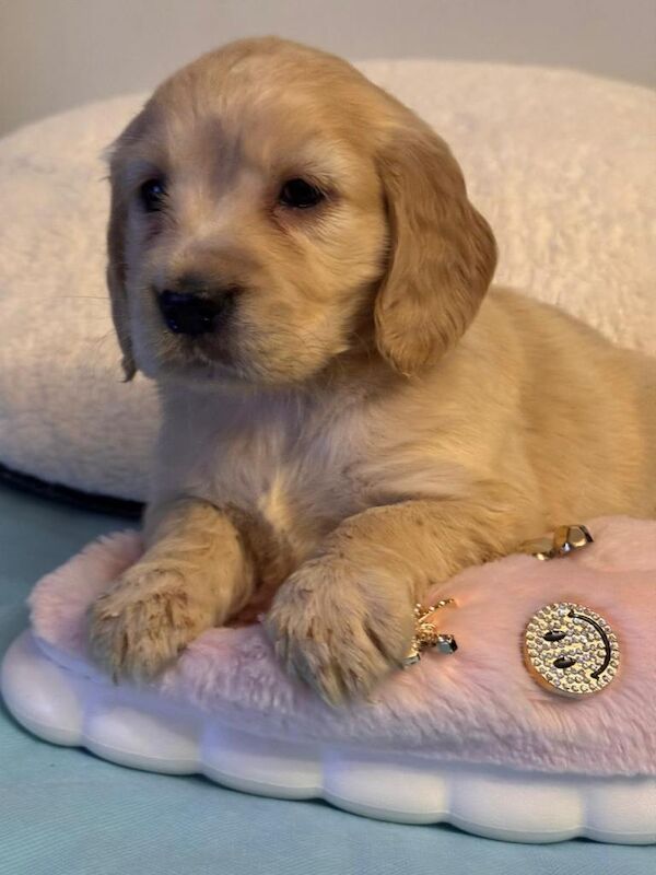 Golden Cocker Retriever ( Golden Retreat x Show cocker spaniel) - Image 2 of 5