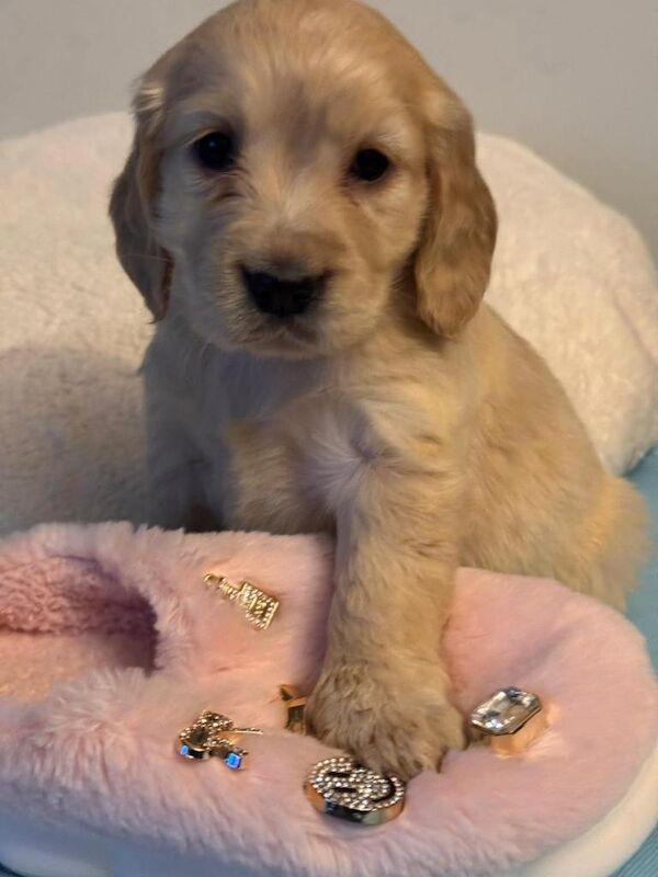 Golden Cocker Retriever ( Golden Retreat x Show cocker spaniel) - Image 3 of 5