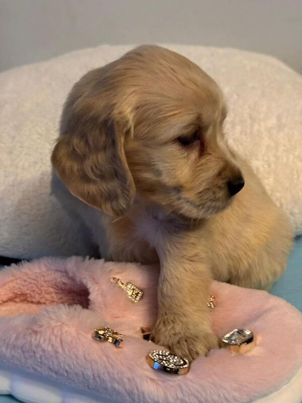 Golden Cocker Retriever ( Golden Retreat x Show cocker spaniel) - Image 4 of 5