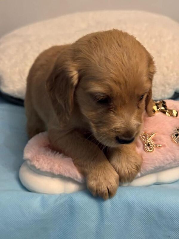 Golden Cocker Retriever ( Golden Retreat x Show cocker spaniel) - Image 5 of 5
