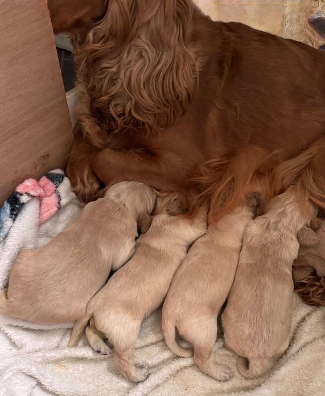 Golden Retriever Puppies For Sale