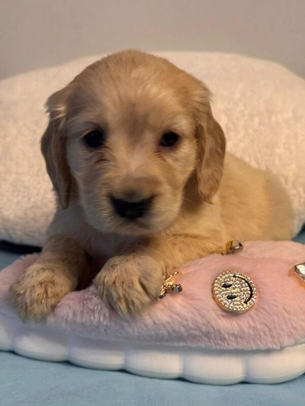 Golden cocker retriever puppies - Image 3 of 3