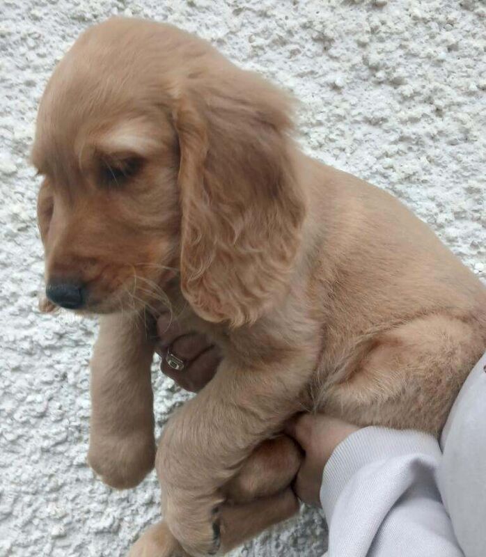 Golden Cocker Retriever puppies