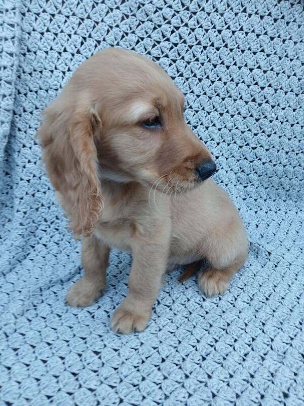 Golden Cocker Retriever puppies - Image 2 of 3