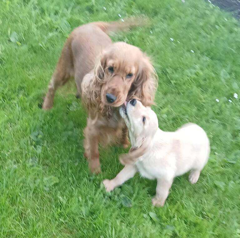 Golden Cocker Retriever puppies - Image 3 of 3