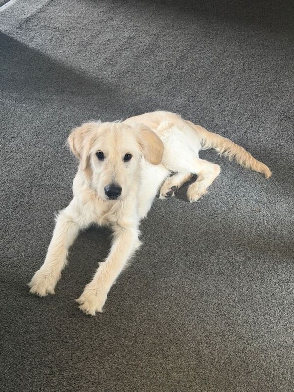 Golden Retriever Puppies For Sale