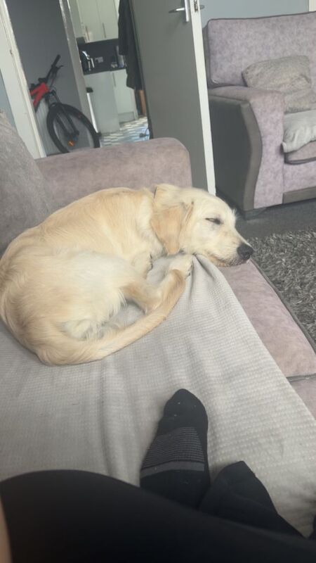 Golden doodle pup - Image 2 of 5