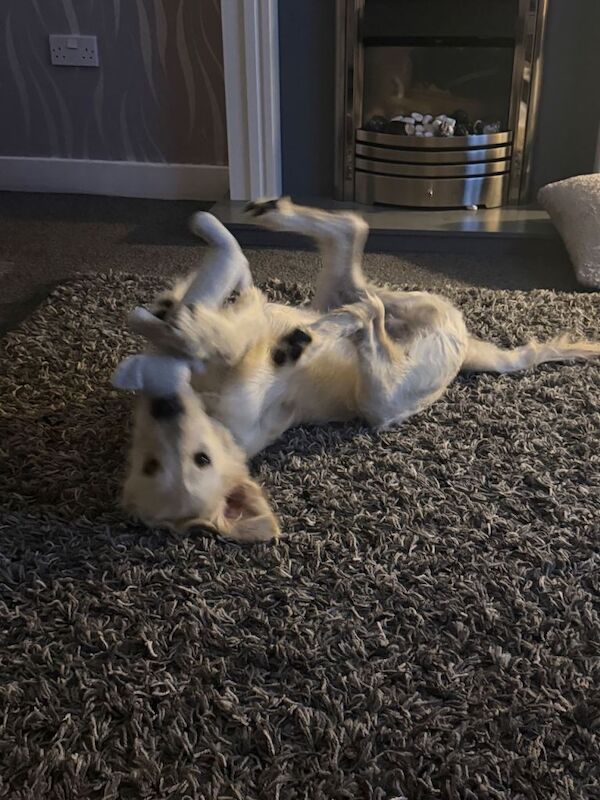 Golden doodle pup - Image 3 of 5