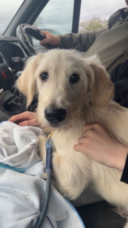 Golden doodle pup - Image 4 of 5