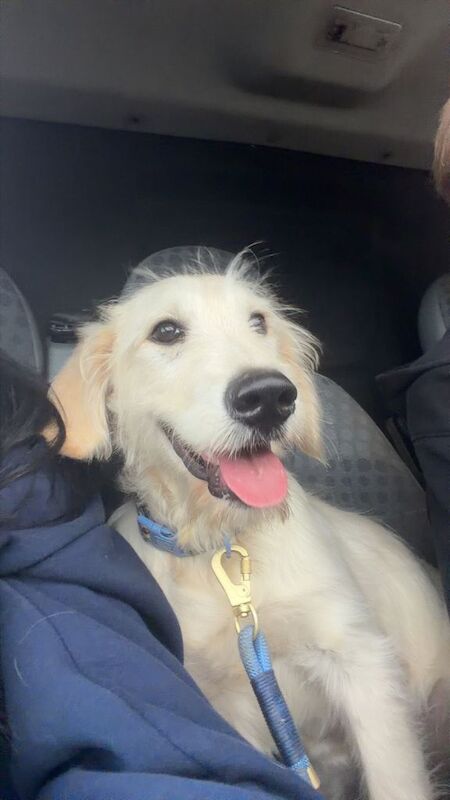 Golden doodle pup - Image 5 of 5