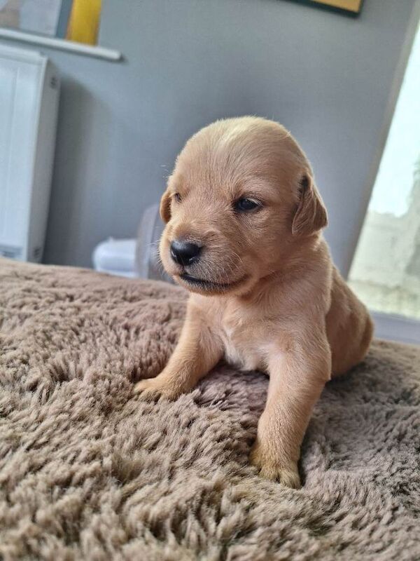Golden Retriever Puppies For Sale Under £1,000