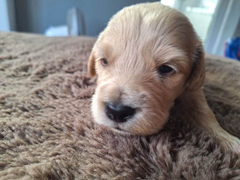 Golden Doodle puppies - Image 3 of 3