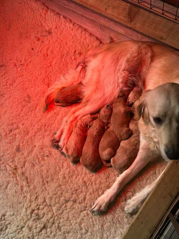 Golden Retriever Puppies For Sale