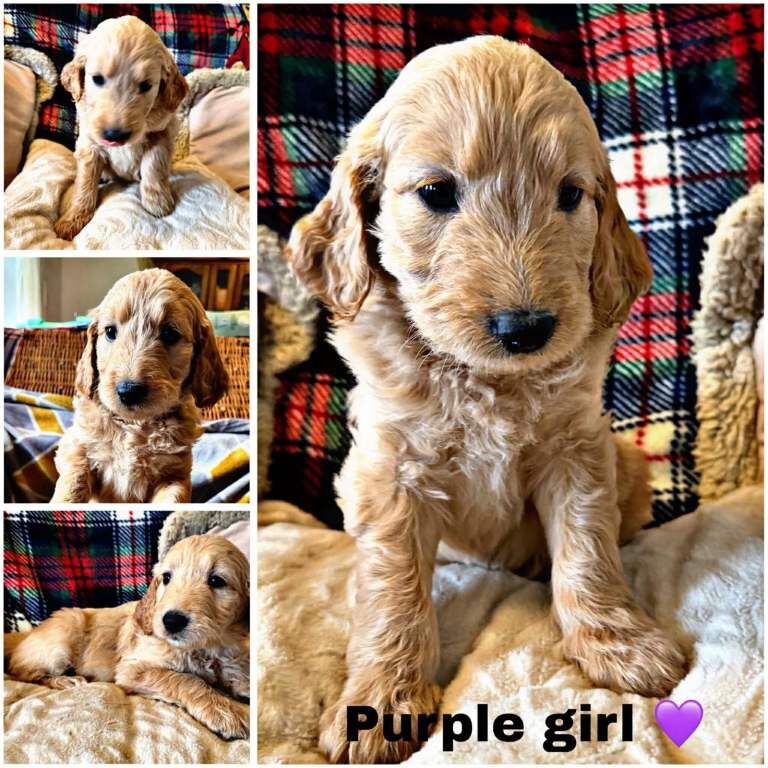 Golden doodle pups - Image 2 of 2