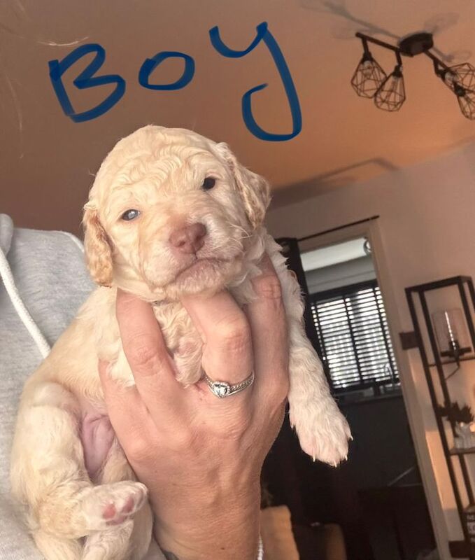 Golden doodles - Image 2 of 6